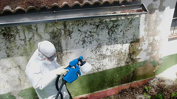 Trusted Mold Removal service in Royal Oak, MD - Cheap Mold Removal
